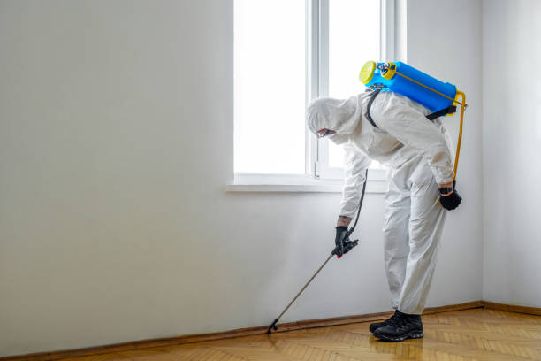 Best Wasp Removal Services  in Cold Springs, NV