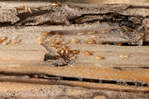 Best Pest Removal Services  in Cold Springs, NV